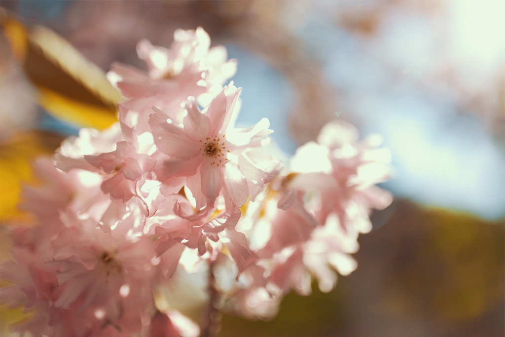 Cherry Blossoms